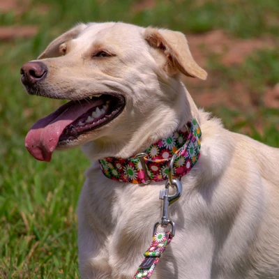 Country Brook Petz 1 1/2 Inch Daisy Fields Martingale Dog Collar 3 Country Brook Petz 1 1/2 Inch Daisy Fields Martingale Dog Collar