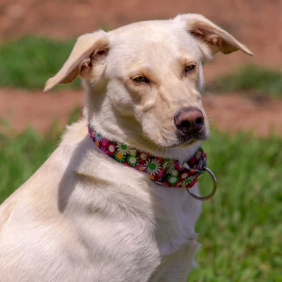 Country Brook Petz Daisy Fields Martingale Dog Collar 4 Country Brook Petz Daisy Fields Martingale Dog Collar - Image 2