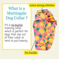 Country Brook Petz HossFit Jr Wide Martingale Dog Collar, Tasty Collection