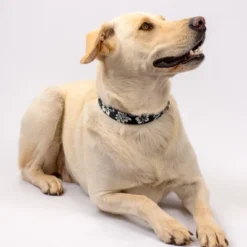 Country Brook Petz Premium Dog Collar And Leash - Summer Breeze Collection