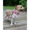 Country Brook Petz - Pink Hawaiian Martingale Dog Collar -Pet Shop GUEST 5bd8ee5e 0ed4 4a5e b1e7 f0d5d9da7062