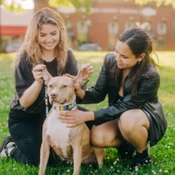 Country Brook Petz Premium Pride Dog Collar And Leash