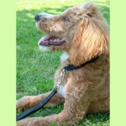 Country Brook Petz Premium Nylon Dog Collar And Leash Set For Small Medium Large Dogs - Vibrant 30+ Color Selection -Pet Shop GUEST 61ce2c12 4801 4da4 b941 b115b802445a 1