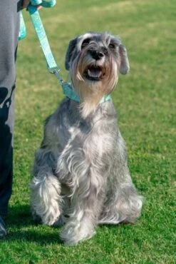 Country Brook Petz® 3/4 Inch Green Paisley Dog Leash - 6 Foot