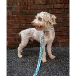 Country Brook Petz Premium Dog Collar - Tasty Collection