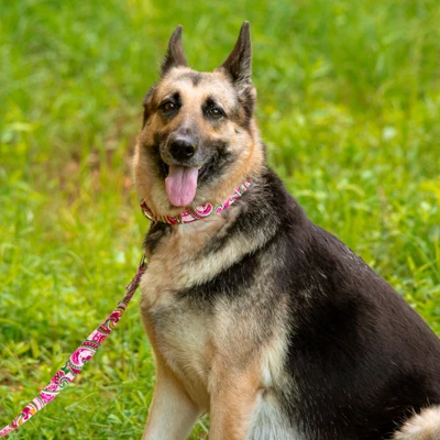 Country Brook Petz Martingale Collar And Leash - Paisley Collection 14 Country Brook Petz Martingale Collar And Leash - Paisley Collection - Image 12