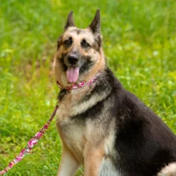 Country Brook Petz Pink Paisley Martingale Dog Collar And Leash 27 Country Brook Petz Pink Paisley Martingale Dog Collar And Leash -Pet Shop GUEST 6ade93b7 266e 44ec a417 30beb908b090
