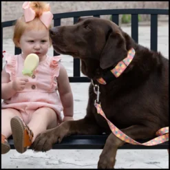 Country Brook Petz Deluxe Dog Collar - Made In The U.S.A. - Tasty Collection -Pet Shop GUEST 6bfed62d 8986 408f b4c8 bde21ace6c6b