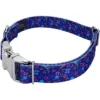 Country Brook Petz Premium Blueberry Fields Dog Collar 2 Country Brook Petz Premium Blueberry Fields Dog Collar -Pet Shop GUEST 6e947c2a ae60 4f86 9f47 81829bc00da6