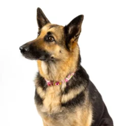 Country Brook Petz Pink Paisley Martingale Dog Collar And Leash 28 Country Brook Petz Pink Paisley Martingale Dog Collar And Leash -Pet Shop GUEST 6ee7d2d2 6ba5 4cdd 8b32 db943b5c793c