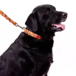 Country Brook Petz Orange Sunset Camo Martingale Dog Collar And Leash -Pet Shop GUEST 71166b8b e786 4d78 b95b e0d158ea0a05