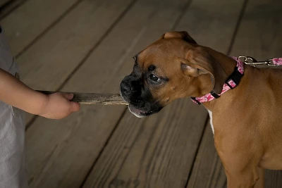 Country Brook Petz Pink Sharks Dog Leash (6 Foot, 5/8 Inch Wide) 3 Country Brook Petz Pink Sharks Dog Leash (6 Foot, 5/8 Inch Wide)