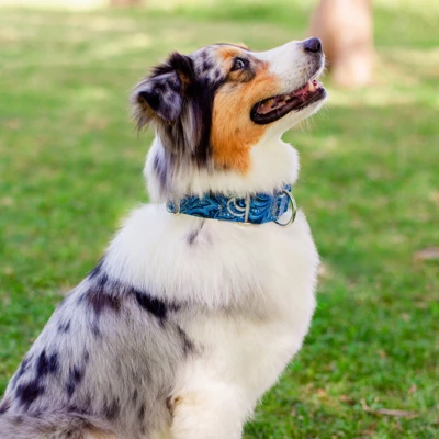 Country Brook Petz HossFit Jr Wide Martingale Dog Collar - Paisley Collection 4 Country Brook Petz HossFit Jr Wide Martingale Dog Collar - Paisley Collection - Image 2