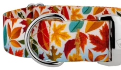 Country Brook Petz 1 1/2 Inch Premium Brisk Autumn Dog Collar -Pet Shop GUEST 7d586b5b 4745 4e3b 8821 930bce01bd43