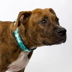 Country Brook Petz Oh My Dog Martingale Dog Collar -Pet Shop GUEST 7da051bc 4e4d 4c03 b655 7b61355d4f35 1