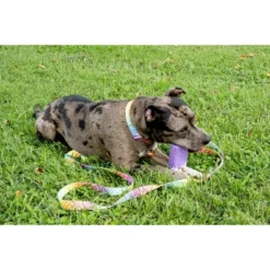 Country Brook Petz Premium Fashion Zebra Dog Collar