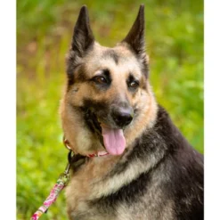 Country Brook Petz Martingale Collar And Leash - Paisley Collection 25 Country Brook Petz Martingale Collar And Leash - Paisley Collection -Pet Shop GUEST 8030e0dd b347 4d4e ad9e 668f4b799591 1