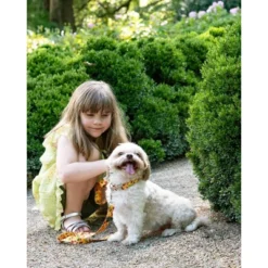 Country Brook Petz Premium Dog Collar - Awesome Autumn Collection