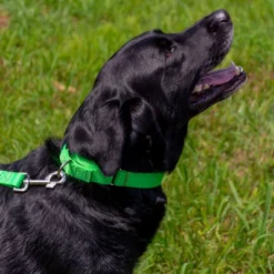 Country Brook Design Martingale Heavyduty Nylon Dog Collar And Double Handle Leash 14 Country Brook Design Martingale Heavyduty Nylon Dog Collar And Double Handle Leash -Pet Shop GUEST 82ed749c 8f7c 48e6 9137 3a156ad6dd17