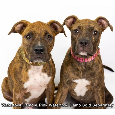 Country Brook Petz Premium Pink Waterfowl Camo Dog Collar 3 Country Brook Petz Premium Pink Waterfowl Camo Dog Collar