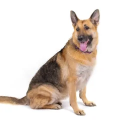 Country Brook Petz 1 1/2 Inch Purple Paisley Martingale Dog Collar -Pet Shop GUEST 85b1742e afff 4b04 a260 d65ae7f3e891 1