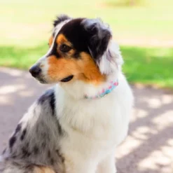 Country Brook Petz HossFit Jr Wide Deluxe Dog Collar - Spring Collection -Pet Shop GUEST 869c3a91 20b2 4129 9342 ee02d197f58a