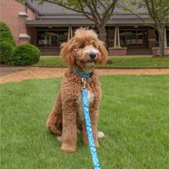 Country Brook Petz Deluxe Dog Collar - Camouflage Collection - Made In The U.S.A.