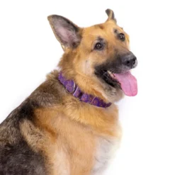 Country Brook Petz 1 1/2 Inch Purple Paisley Martingale Dog Collar -Pet Shop GUEST 91fe3ffd cbf5 4ded aa2e 3dfe598c4704 1