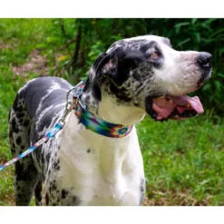 Country Brook Petz Tie Dye Flowers Martingale Dog Collar 20 Country Brook Petz Tie Dye Flowers Martingale Dog Collar -Pet Shop GUEST 943f740d 4195 4ece a217 101766f00201 1