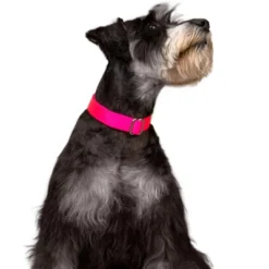 Country Brook Petz Premium Nylon Dog Collar 27 Country Brook Petz Premium Nylon Dog Collar -Pet Shop GUEST 964279a2 e2c8 4731 928a 629c833c4811