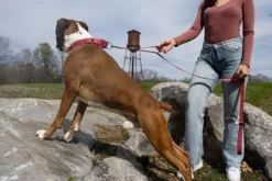 Country Brook Petz Red Bandana Martingale Dog Collar