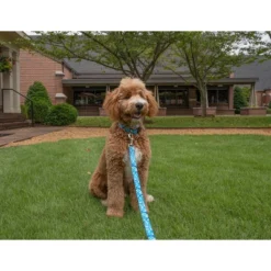 Country Brook Petz Deluxe Dog Collar - Camouflage Collection - Made In The U.S.A. -Pet Shop GUEST 996faa0f d267 4182 961e 73bd4c62fcdf