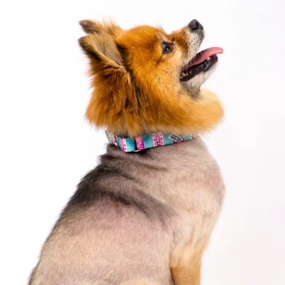 Country Brook Petz Albuquerque Martingale Dog Collar And Leash 4 Country Brook Petz Albuquerque Martingale Dog Collar And Leash - Image 2