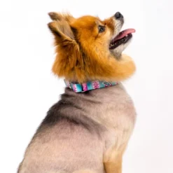 Country Brook Petz Martingale Dog Collar Country And Western Collection