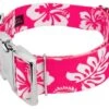Country Brook Petz 1 1/2 Inch Premium Pink Hawaiian Dog Collar 2 Country Brook Petz 1 1/2 Inch Premium Pink Hawaiian Dog Collar -Pet Shop GUEST 9b9cf6b5 b19e 4545 8214 a747c645f77d