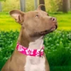 Country Brook Petz Premium Pink Hawaiian Dog Collar 2 Country Brook Petz Premium Pink Hawaiian Dog Collar -Pet Shop GUEST 9da27a05 e19a 472e 983d 66ee050c8ca4
