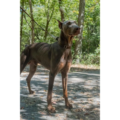 Country Brook Design Martingale Heavyduty Nylon Dog Collar 3 Country Brook Design Martingale Heavyduty Nylon Dog Collar