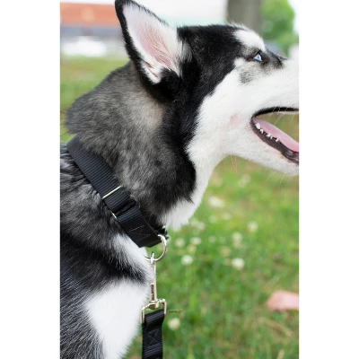 Country Brook Petz® 5/8 Inch Nylon Dog Leash 4 Country Brook Petz® 5/8 Inch Nylon Dog Leash - Image 2