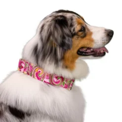 Country Brook Petz 1 1/2 Inch Pink Paisley Martingale Dog Collar 18 Country Brook Petz 1 1/2 Inch Pink Paisley Martingale Dog Collar -Pet Shop GUEST a207399a b474 45ca 8cb4 91dd9893ad6a