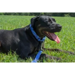 Country Brook Petz Martingale Dog Collar Floral Collection With 8 Charming Designs