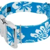 Country Brook Petz 1 1/2 Inch Premium Blue Hawaiian Dog Collar -Pet Shop GUEST a51e4bd0 04dc 42c5 b2ca 0ce3622b9502
