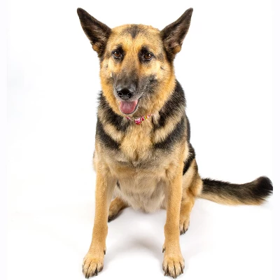 Country Brook Petz Premium Pink Paisley Dog Collar 7 Country Brook Petz Premium Pink Paisley Dog Collar - Image 5