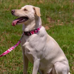 Country Brook Petz Pink Hawaiian Deluxe Dog Collar And Leash