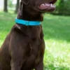 Country Brook Petz Premium Nylon Dog Collar