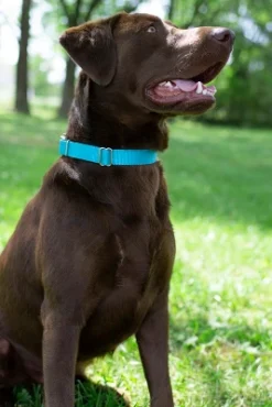Country Brook Petz Premium Nylon Dog Collar