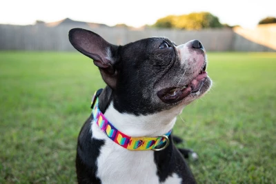 Country Brook Petz 1 1/2 Inch Deluxe Rainbow Hearts Dog Collar 4 Country Brook Petz 1 1/2 Inch Deluxe Rainbow Hearts Dog Collar - Image 2