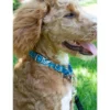 Country Brook Petz Martingale Dog Collar - Paisley Collection 1 Country Brook Petz Martingale Dog Collar - Paisley Collection -Pet Shop GUEST afbbe19f 09af 460a b012 b337e1704f19