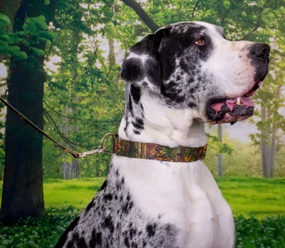 Country Brook Petz 1 1/2 Inch Southern Forest Camo Martingale Dog Collar 4 Country Brook Petz 1 1/2 Inch Southern Forest Camo Martingale Dog Collar - Image 2