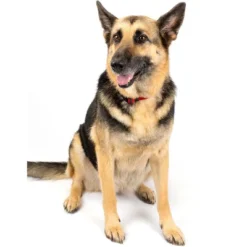 Country Brook Petz American Made Deluxe Nylon Dog Collar -Pet Shop GUEST b57ddf54 2402 4336 95ad 63166bcb274c