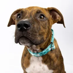 Country Brook Petz Oh My Dog Martingale Dog Collar -Pet Shop GUEST b6a31c53 2576 4448 9b0d 54ab94555e12